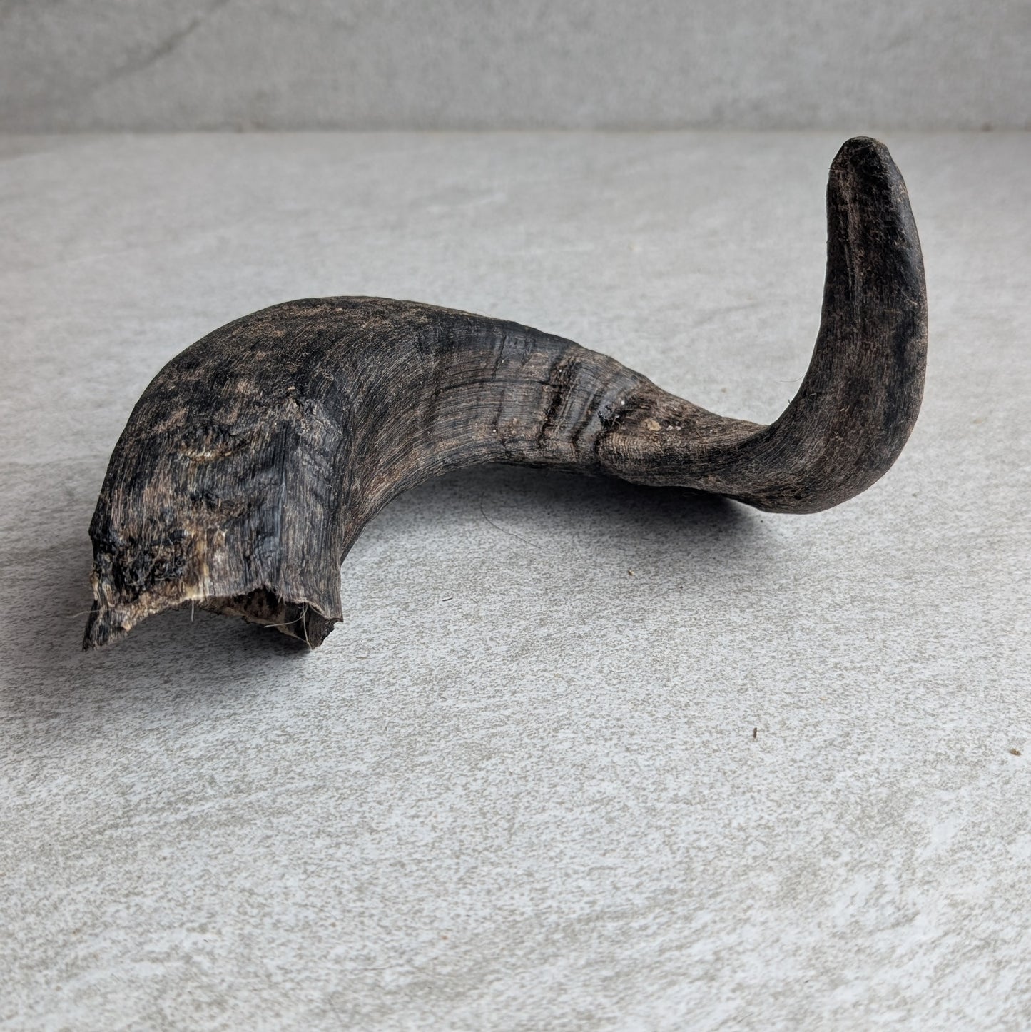 Lamb Horn Dog Treat