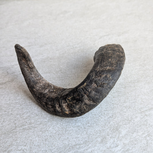 Lamb Horn Dog Treat Black