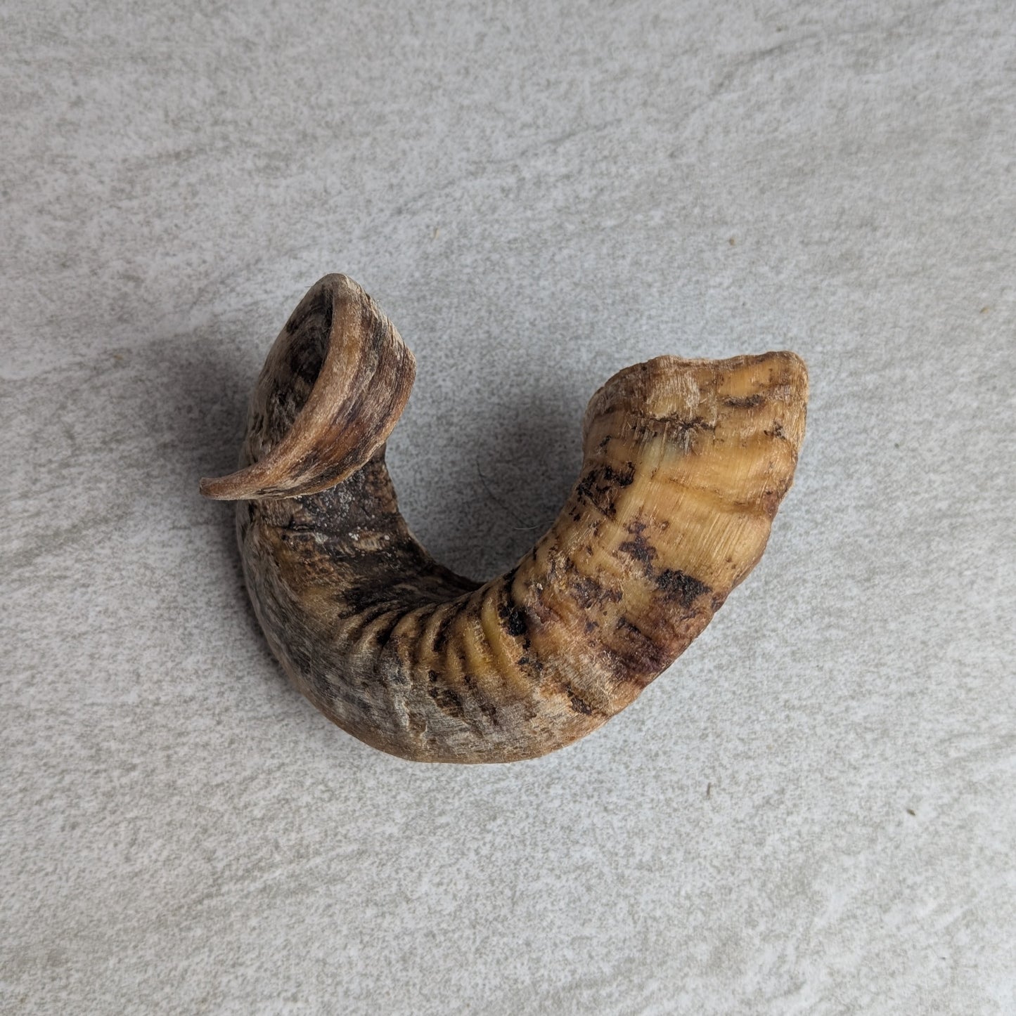 Lamb Horn Dog Treat White