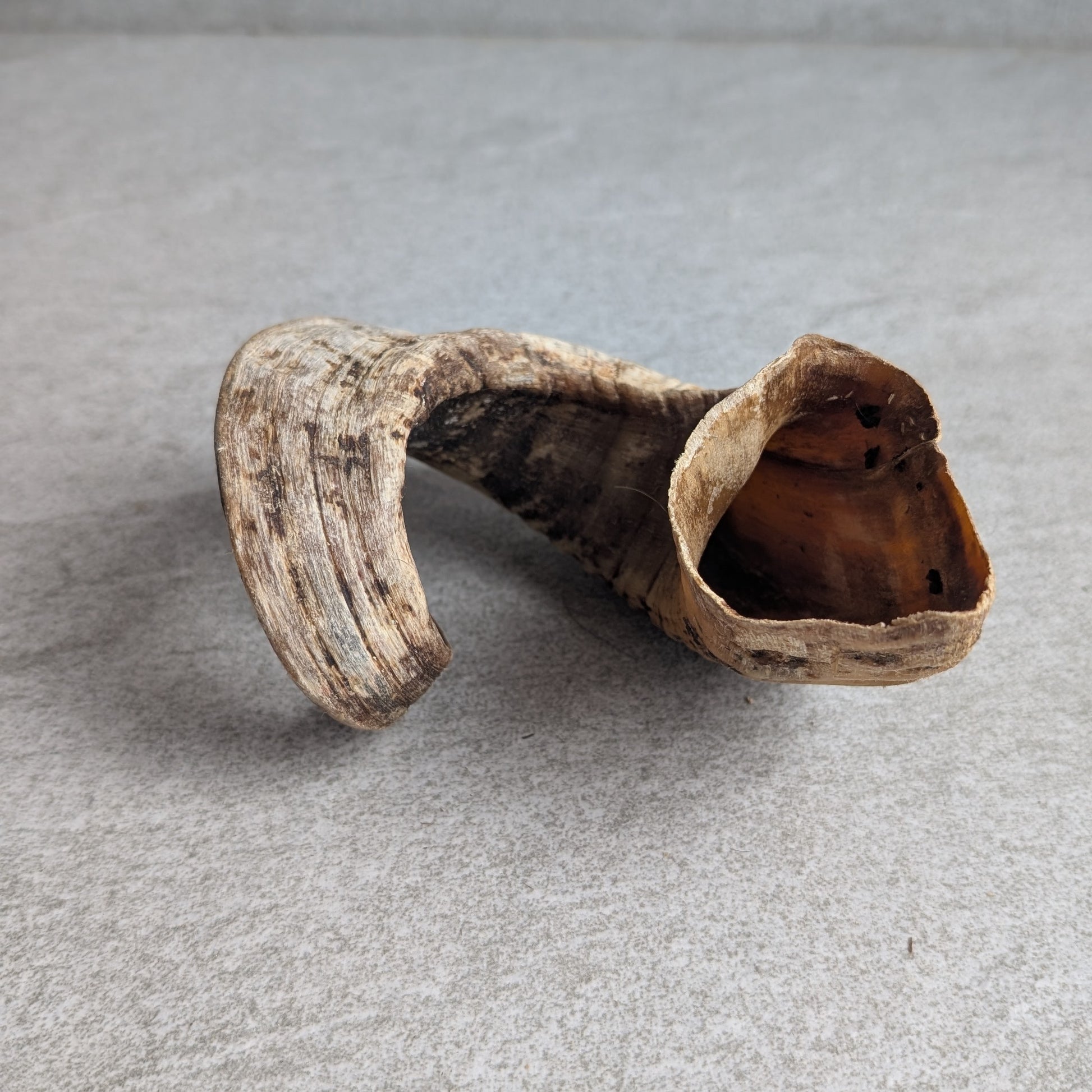 Lamb Horns Dog Treat White