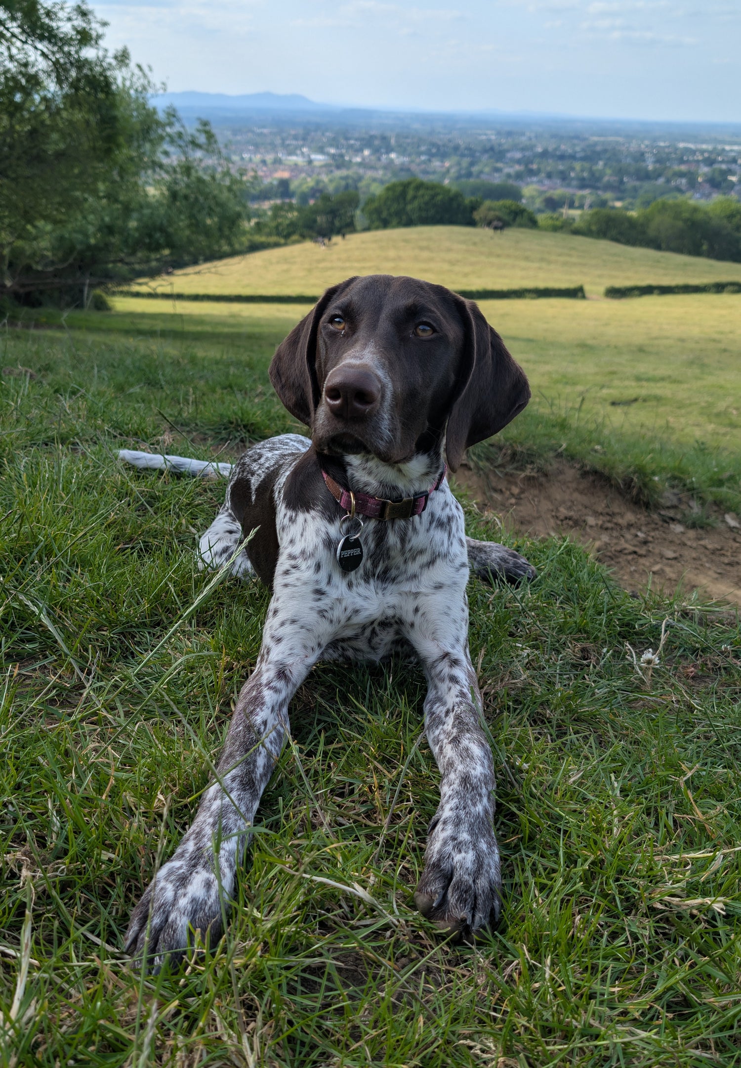 Pepper_the_Taste_Tester_GSP