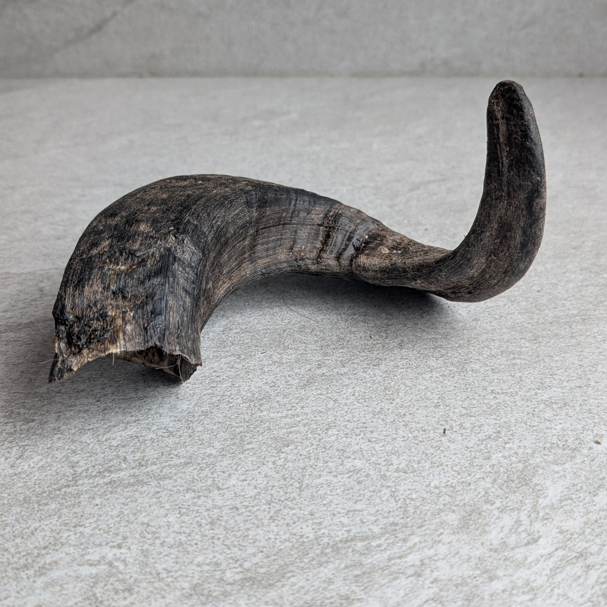 Lamb Horn Dog Treat